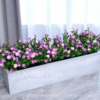 Hàng rào hoa cúc sẻ